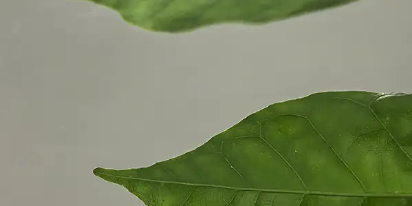 Decorative Stainless Steel Sheets for Architecture & Interior Design 3 Mirror Stainless Steel